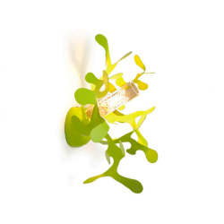 Lumen Center Minicoral A Parete